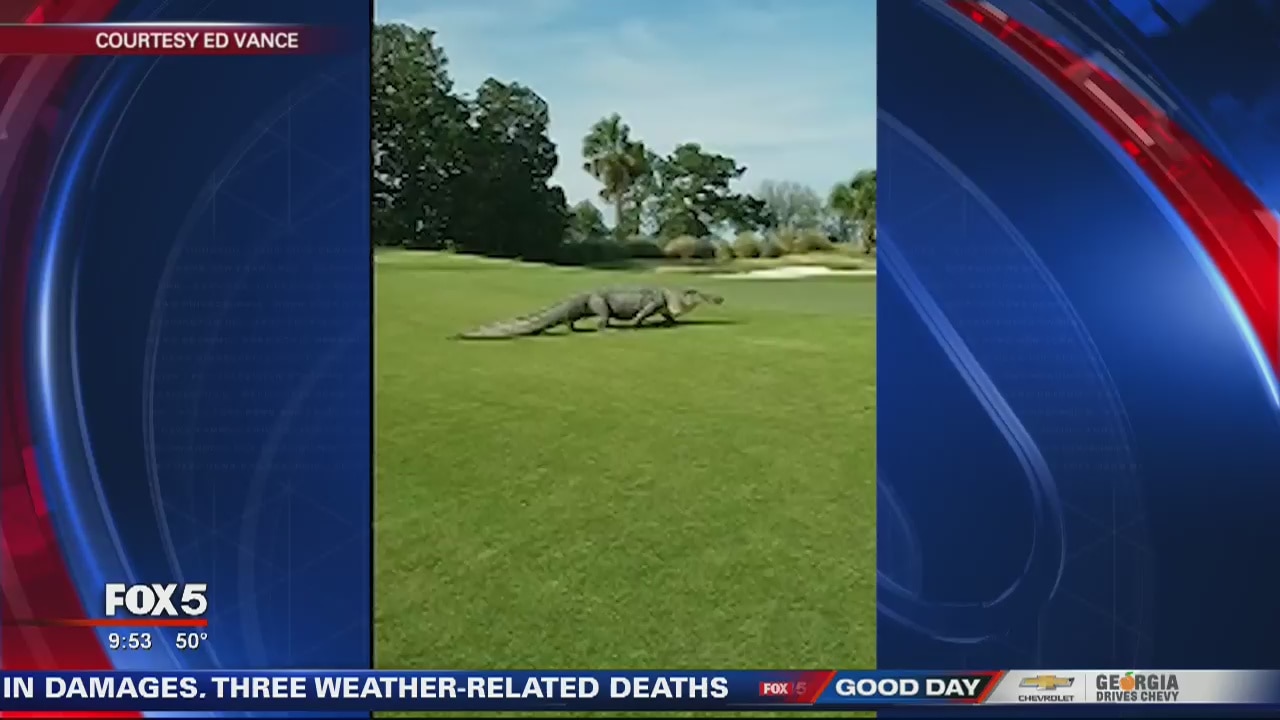 Gator on the golf course
