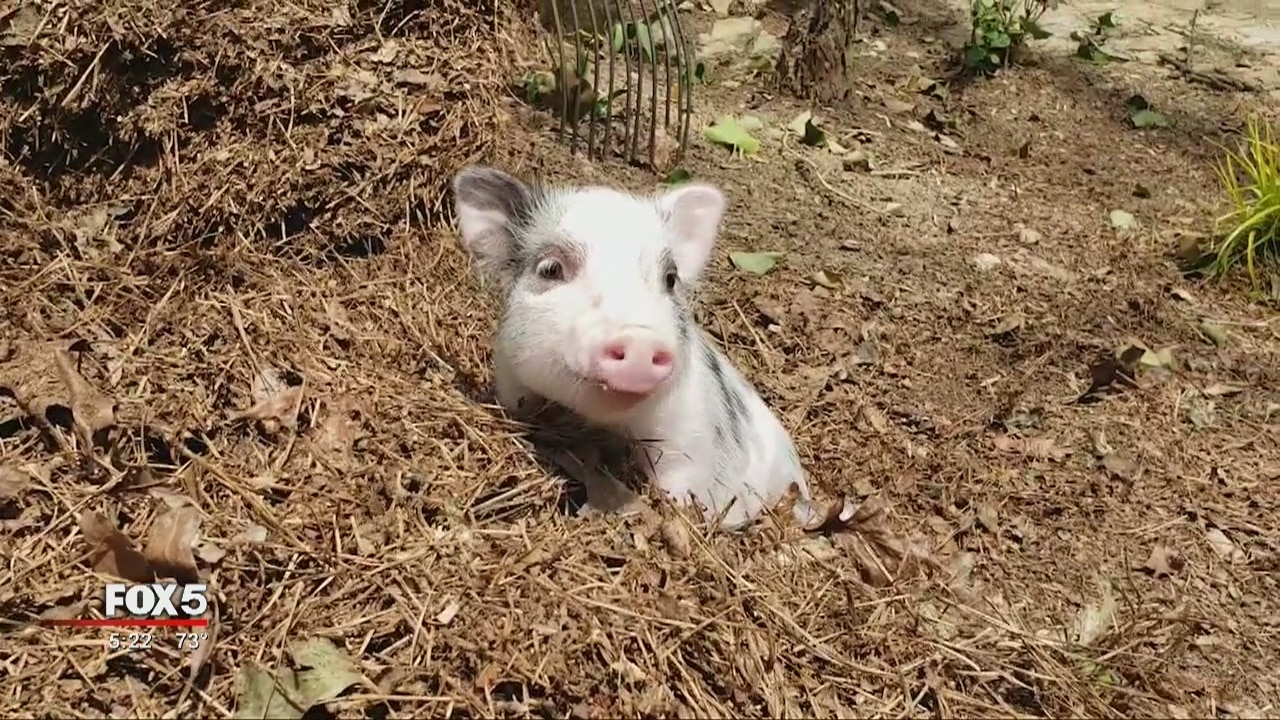 Meet Myrtle the Pig