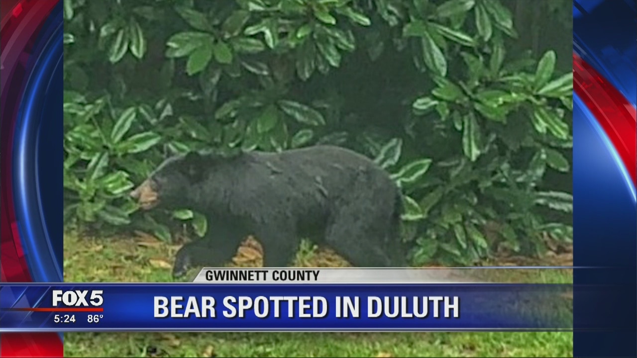Bear spotted in Duluth