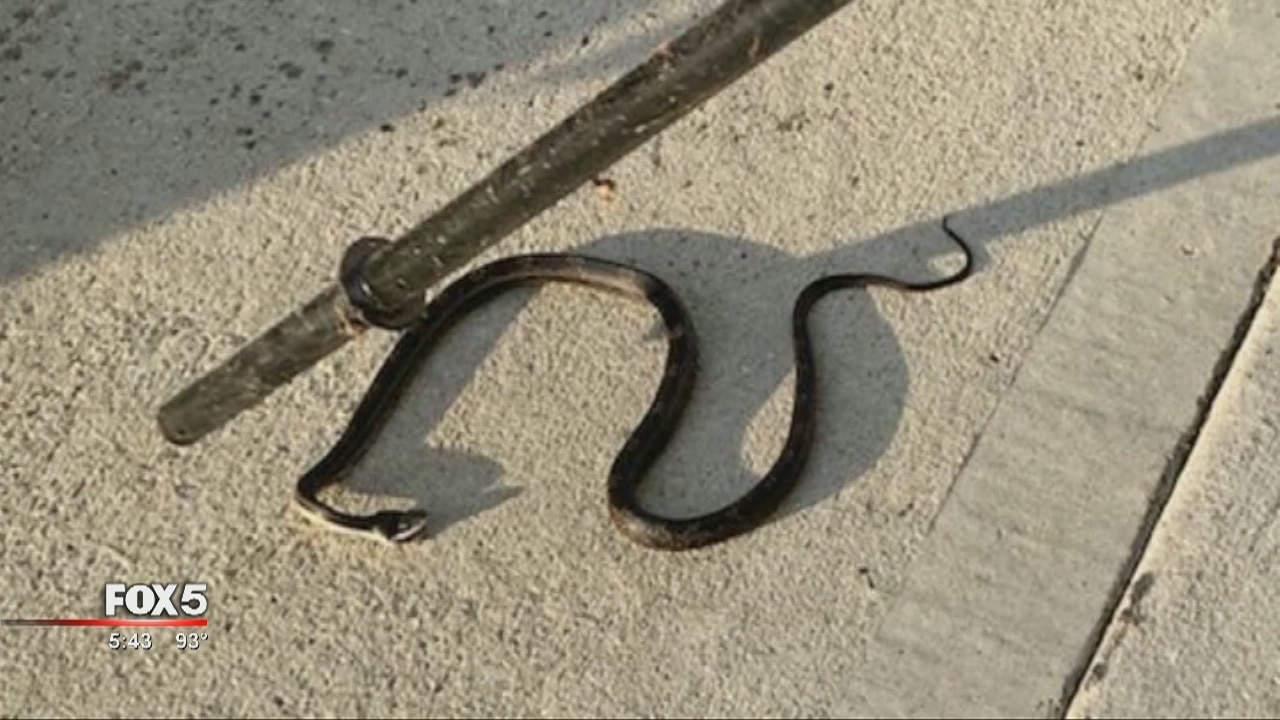 Hot temperatures case increase of snake sightings