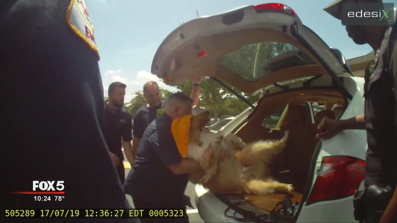 Police: Dogsitter claimed he forgot dog was in the car