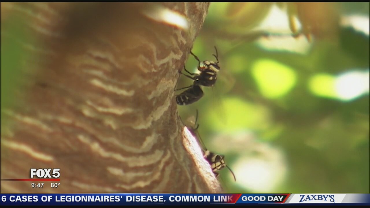 How to take the sting out of summer insect bites