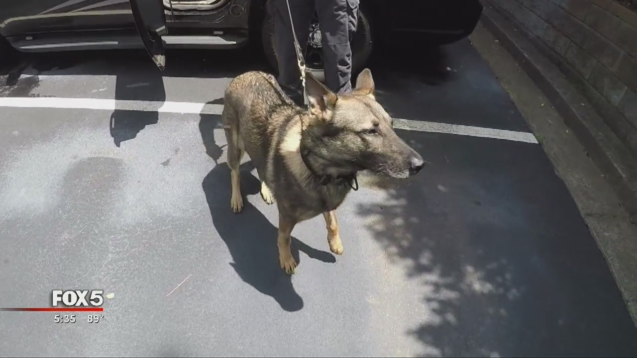 Marine reunites with K-9 after 6 years