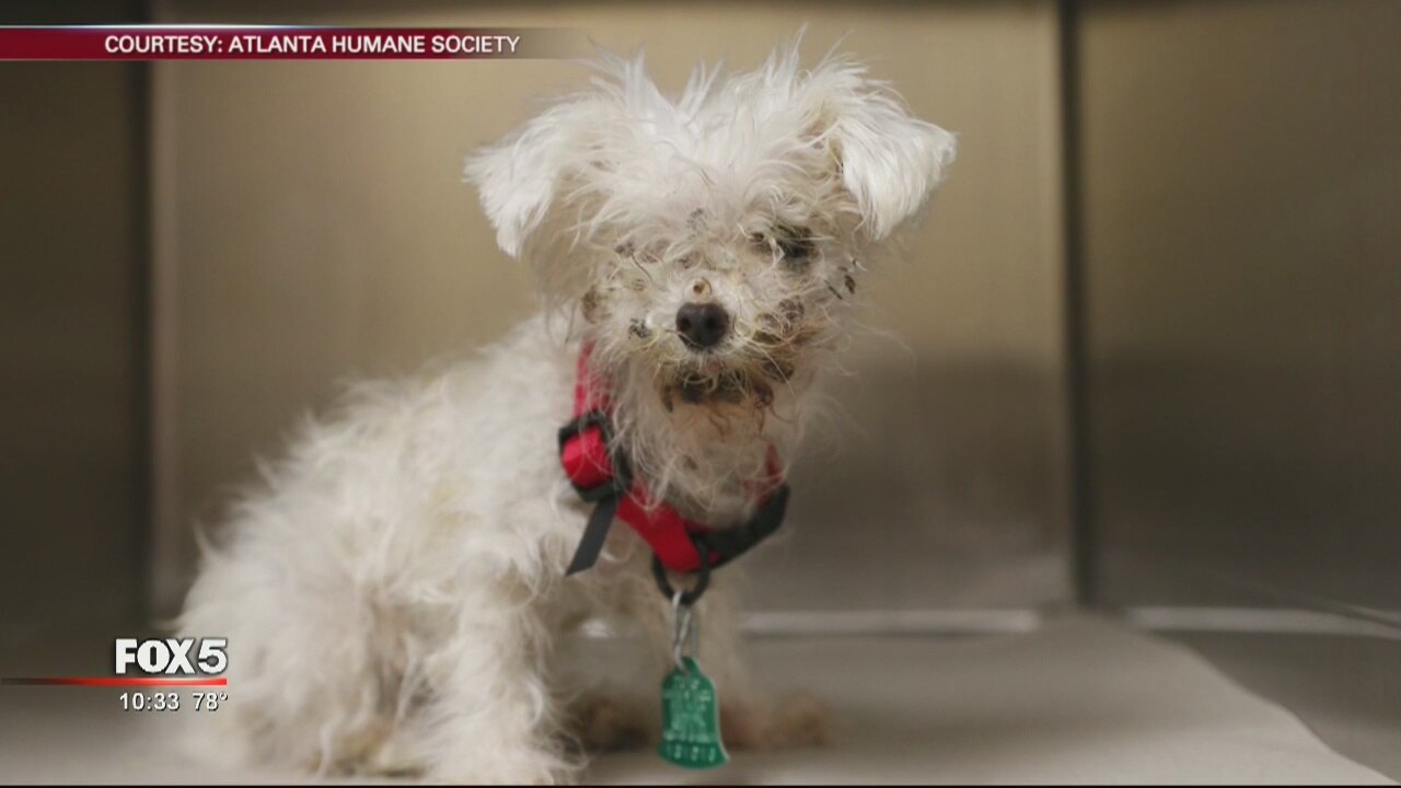 44 puppy mill dogs rescued