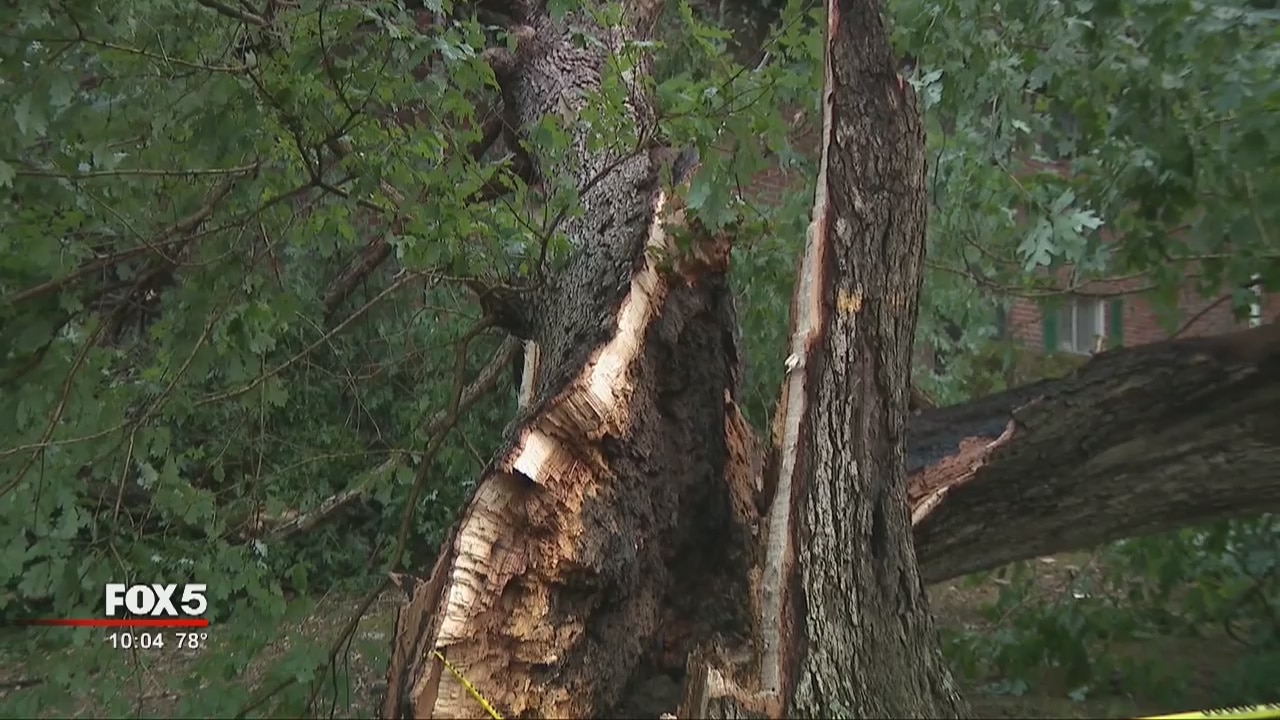 Large tree falls, crushes cars