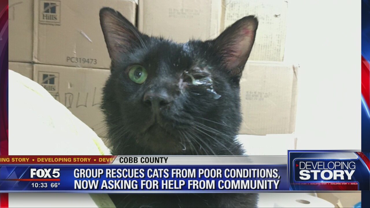 Cat rescued from facility