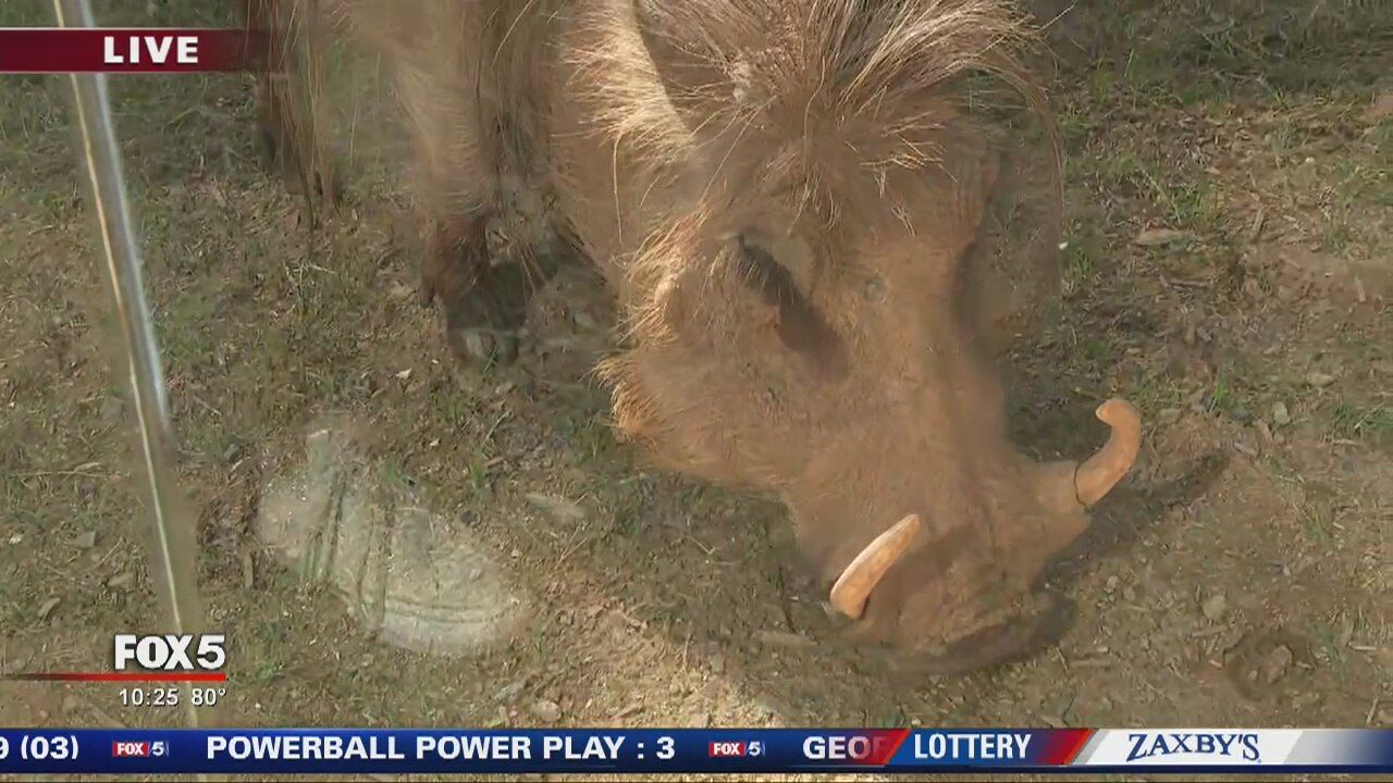 Zoo brings African Savanna to Metro Atlanta