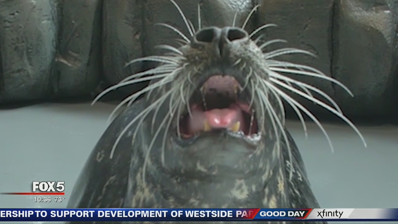 Ga. Aquarium seal predicts Alabama to win