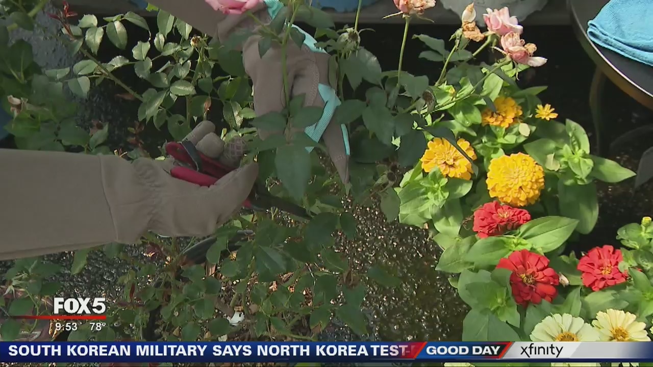 Pike Nurseries: Pruning and Fertilizing tips