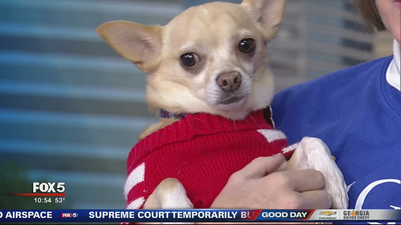 Pet of the Day: November 26, 2019