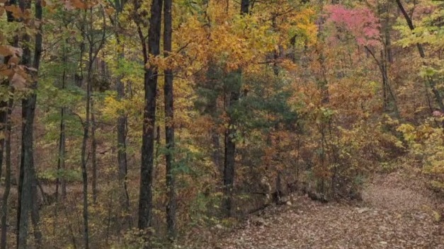 Leaf Watch - Nov. 2, 2023