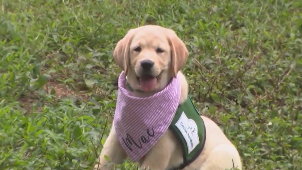 Giving Tuesday with Canine Assistants