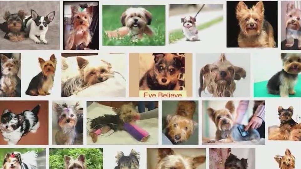 Beware of holiday puppy scams