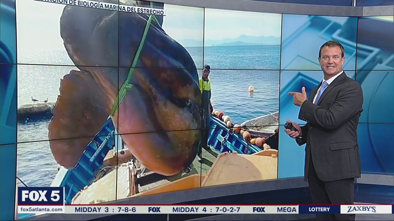 Massive sunfish caught off coast of Spain