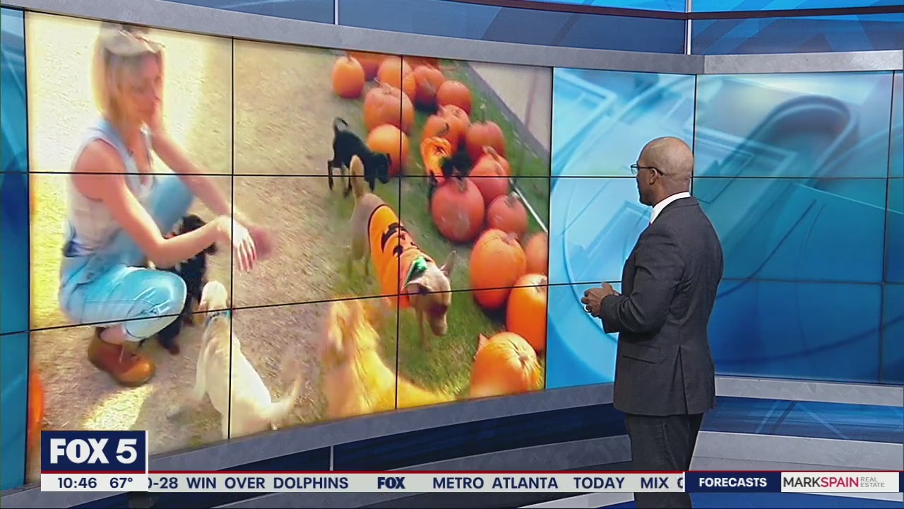 Shelter hosts pumpkins and puppies event