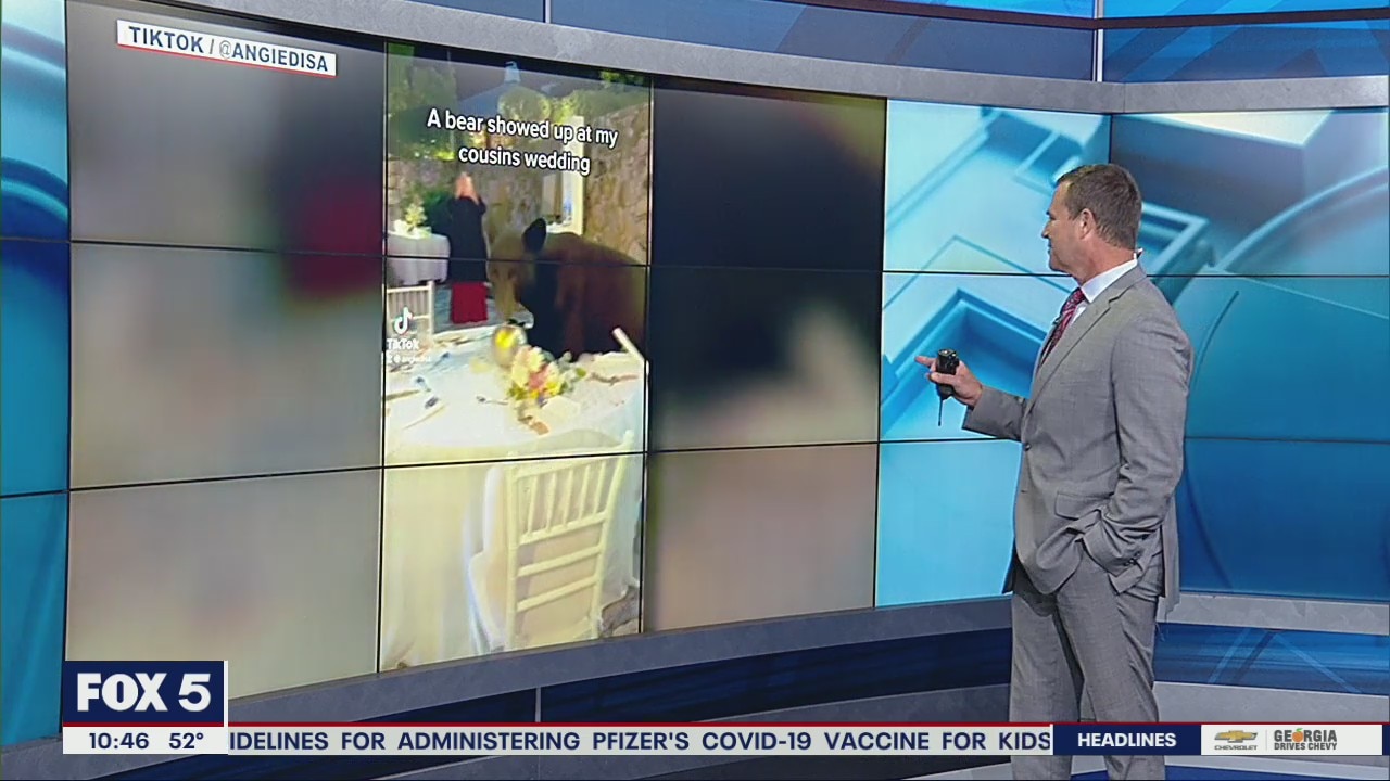 Bear crashes wedding celebration