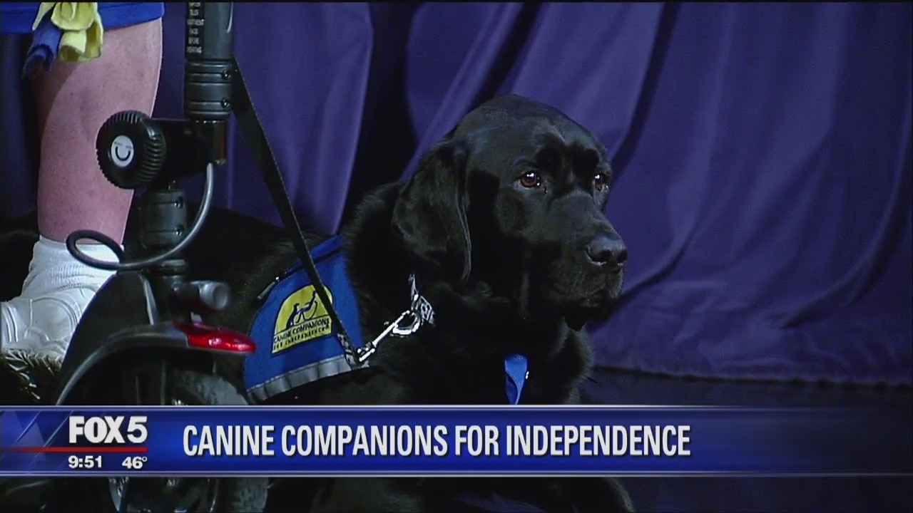 Canine Companions