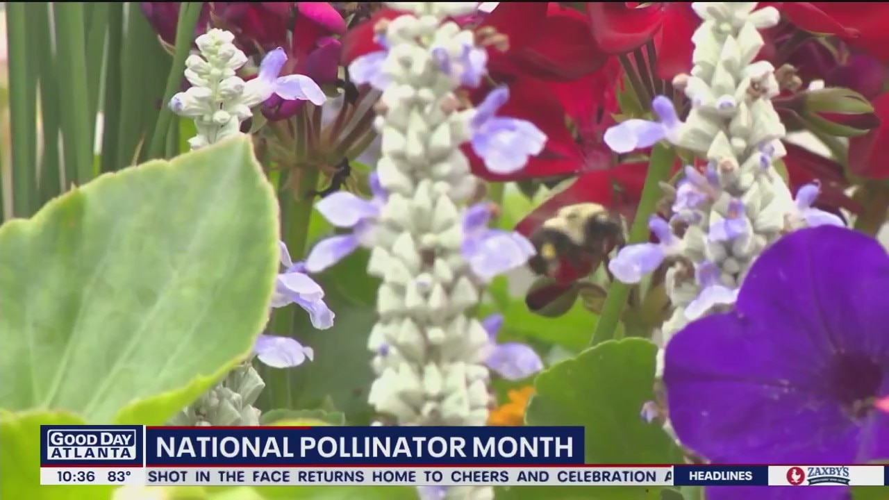 Make your garden pleasing for pollinators