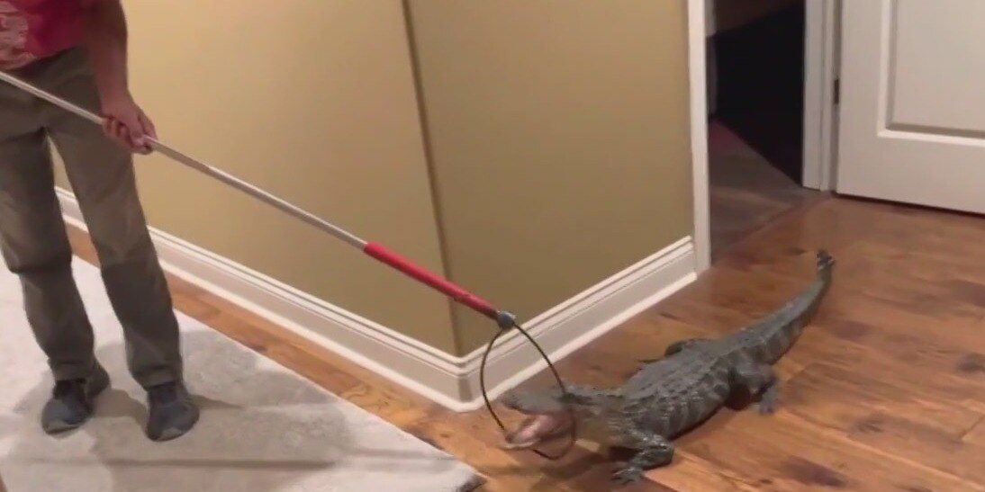 Gator inside Louisiana home