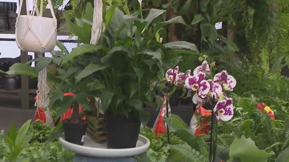 Lucky plants for the new year