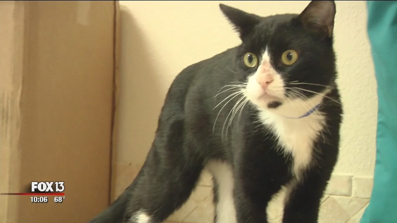 SPCA asking for help for cat with severe chemical burns