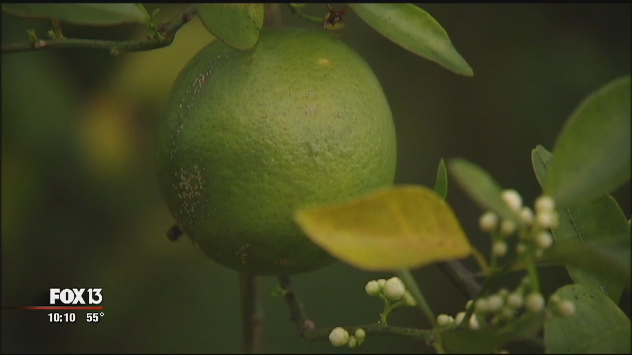 Fighting citrus greening