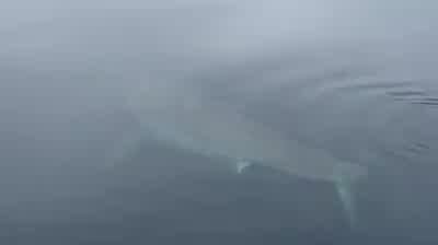 Great white swims by Florida fisherman