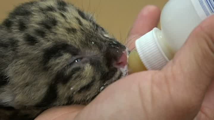 Clouded leopards born