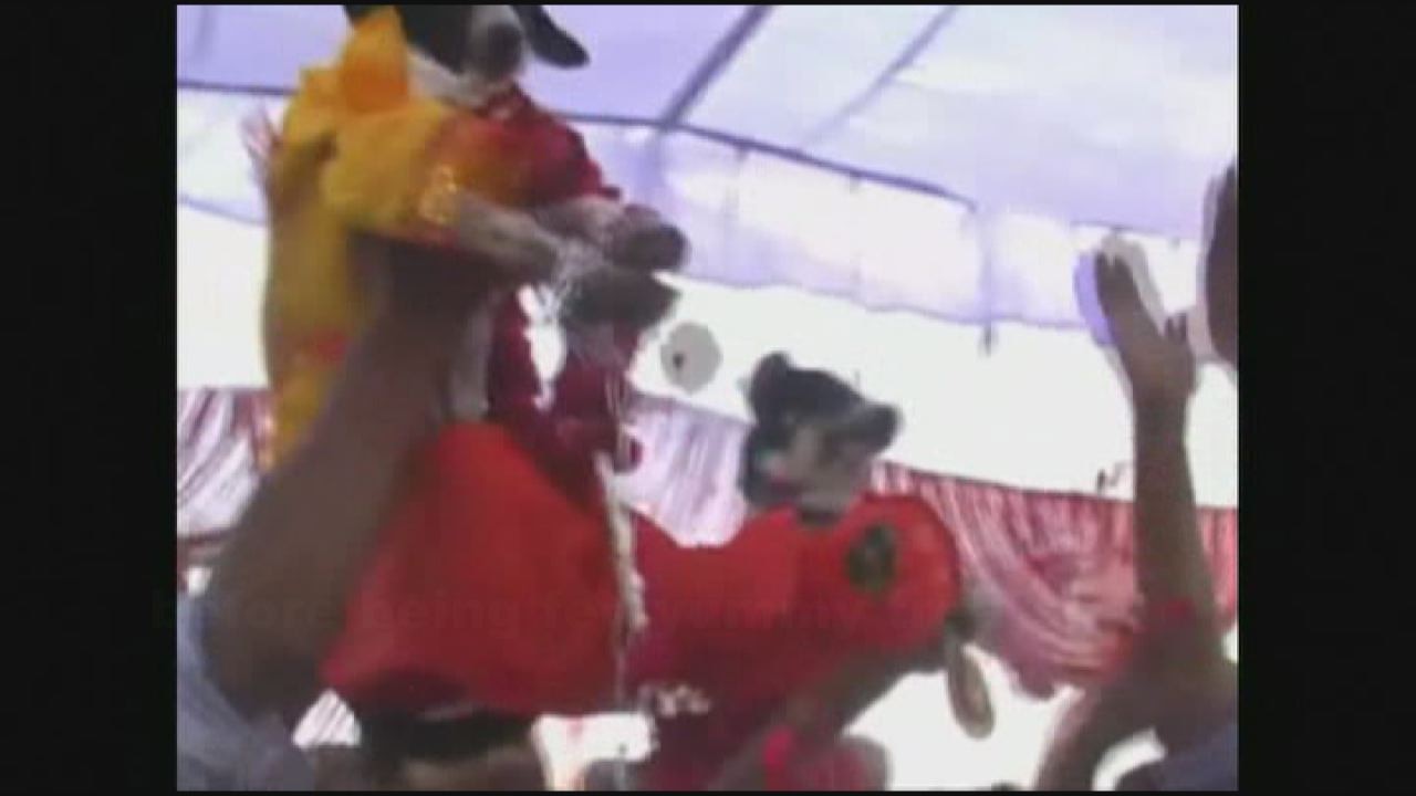 Indian dog wedding