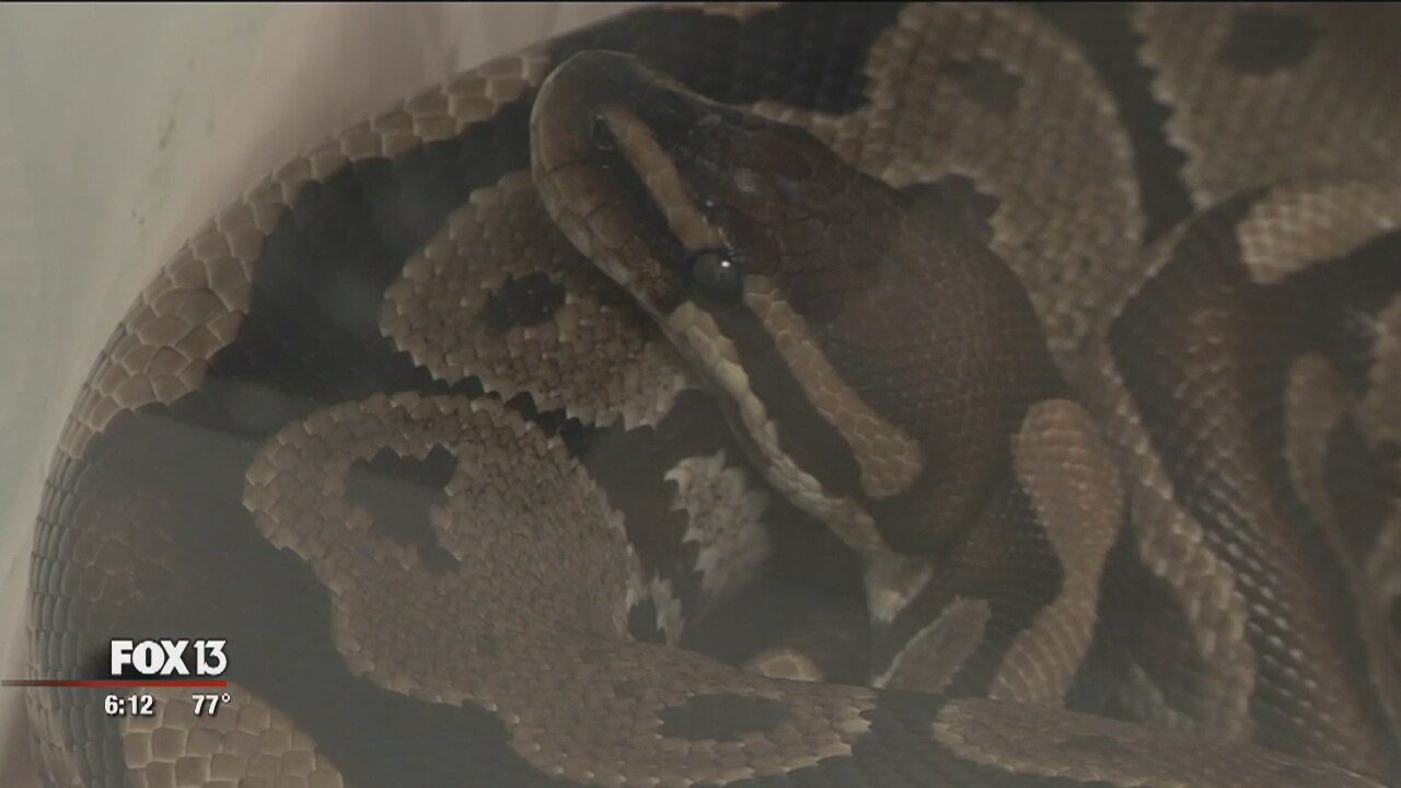 Boa constrictor trapped on apartment porch