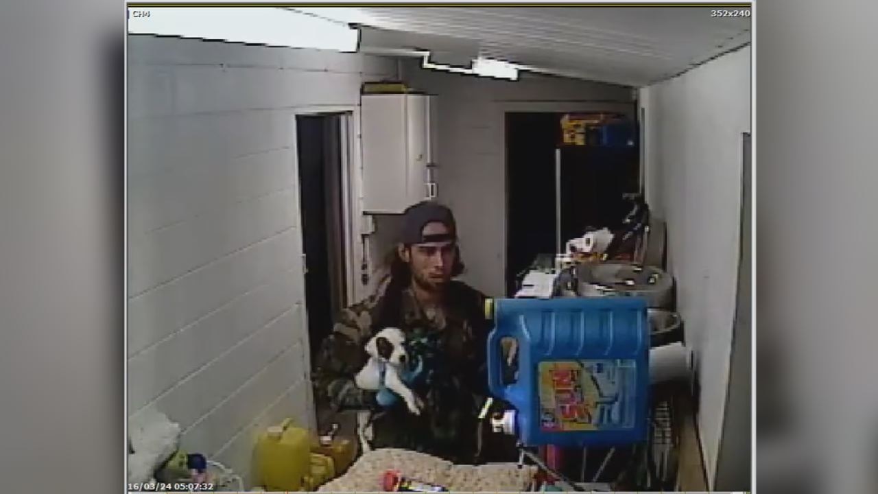 Suspect in puppy theft caught on camera