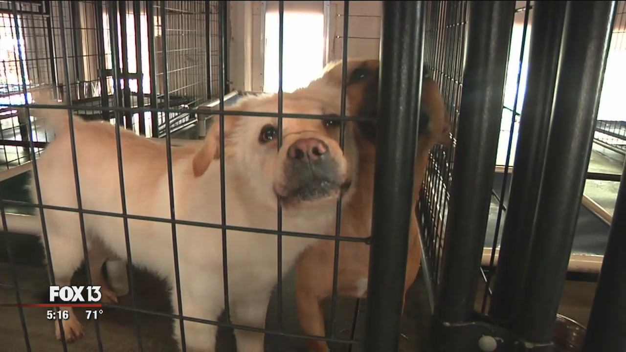 Dogs rescued from Ga.