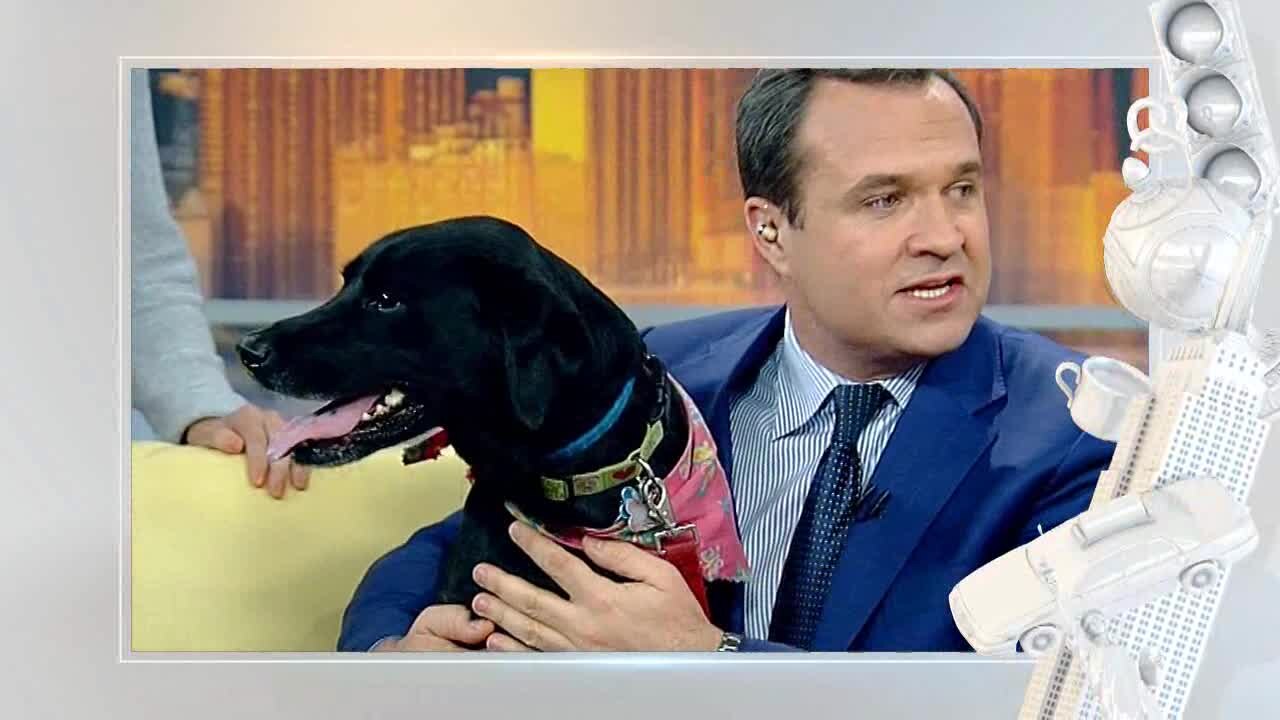 Dog Hug Promo