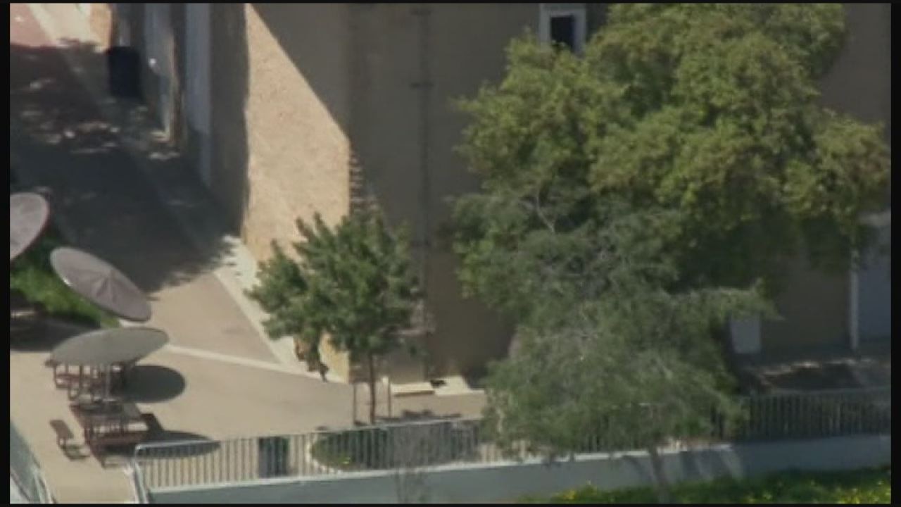 Mountain lion on the loose in CA