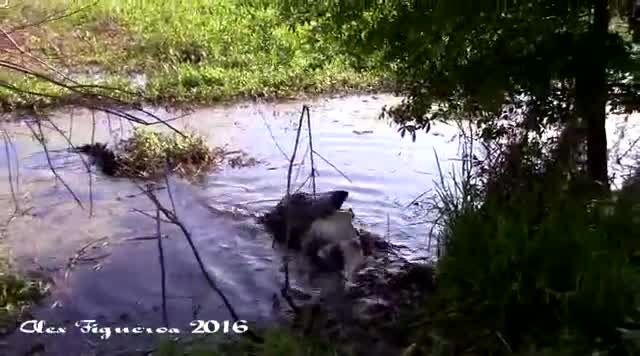 Gator eats gator in Lakeland