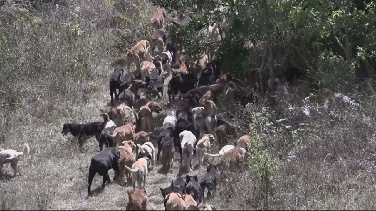 Dog sanctuary in Costa Rica