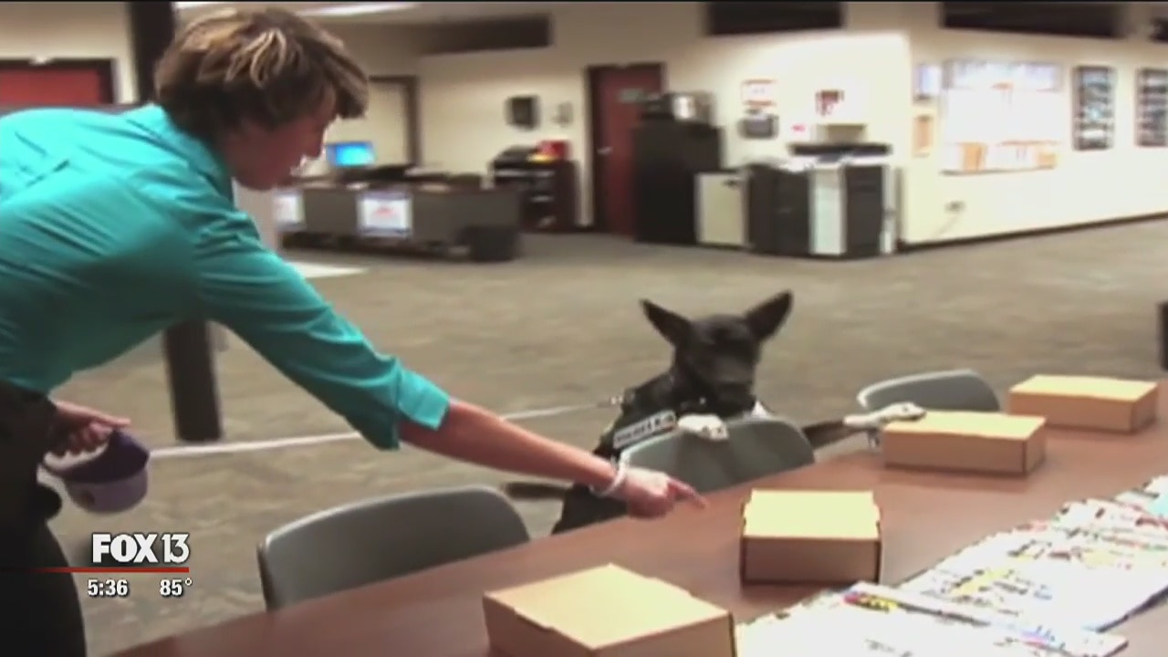 Shelter dog trained to be sheriff K9