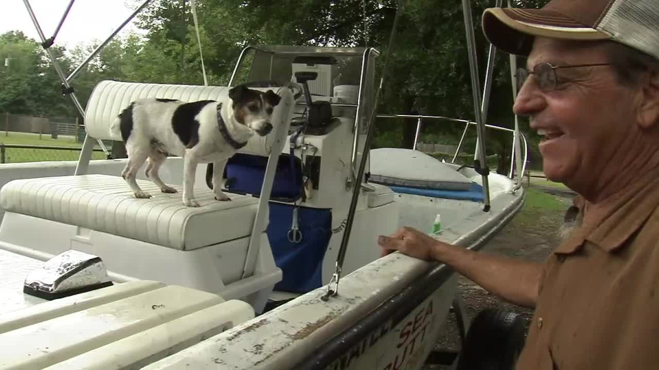 Meet the now-famous swimming dog