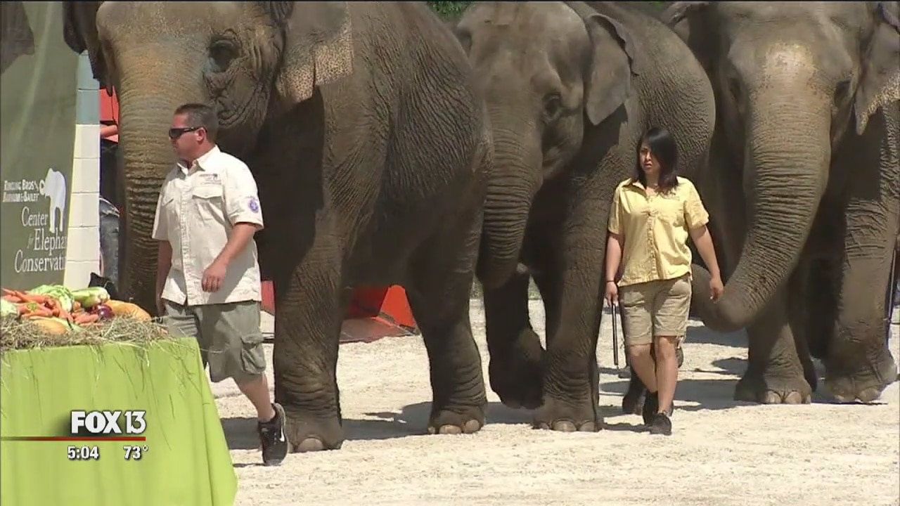 Ringling elephants retire