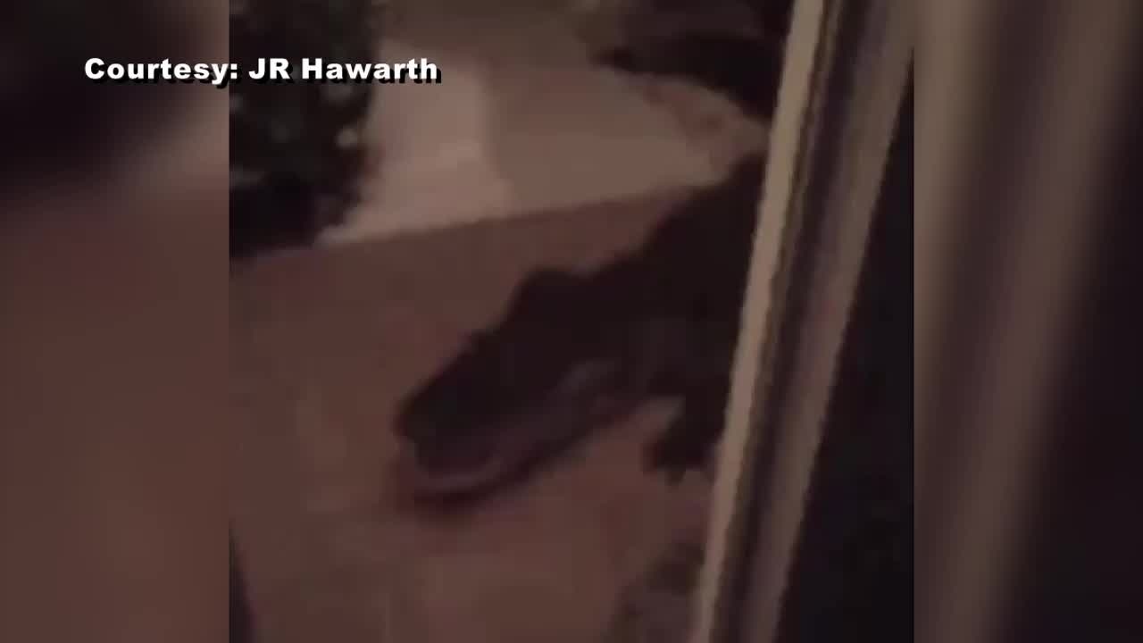 Gator at the door in Wesley Chapel neighborhood