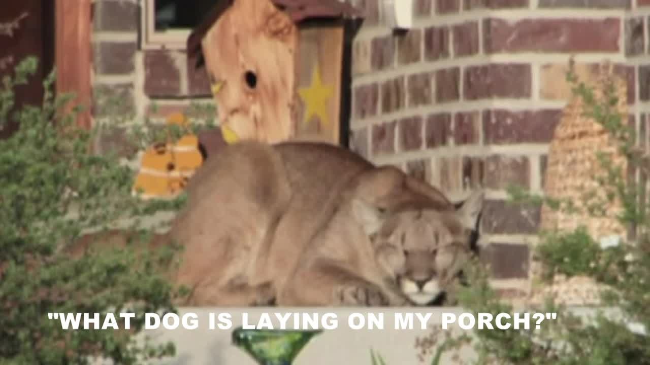 Mountain lion lounges on front porch