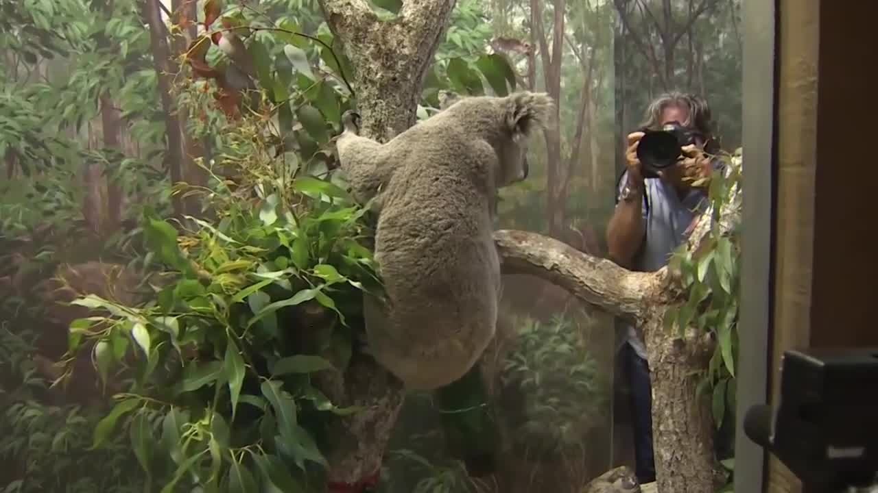 Koala introduced at Zoo Miami