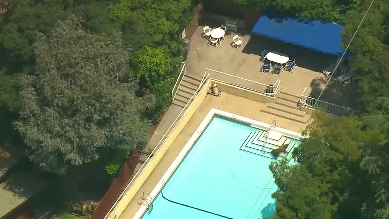 A bear cools off in an LA pool