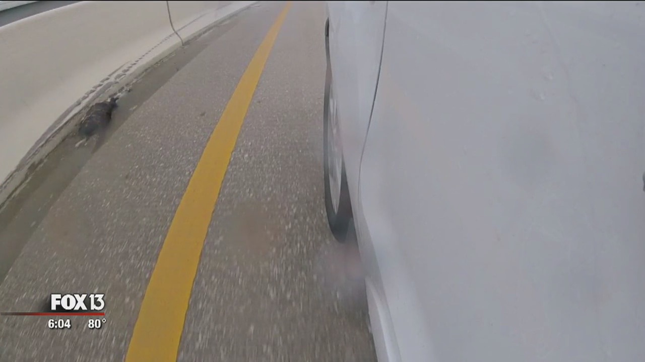 Dead cats appear in the middle of Howard Frankland