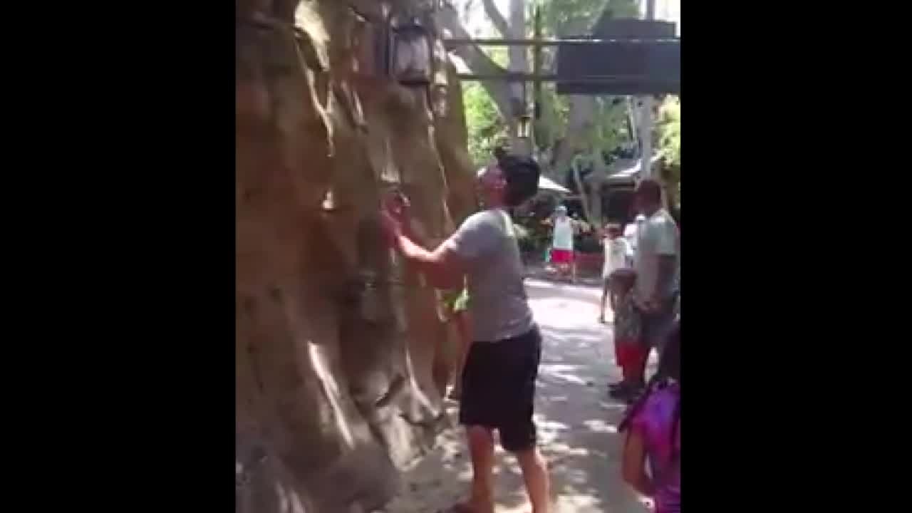 Hero catches ducklings falling from tree at Busch Gardens