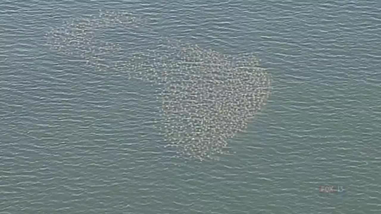 'Fever' of rays in Tampa Bay