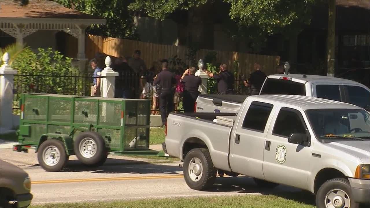 WATCH: Crews relocate bear from Tampa tree
