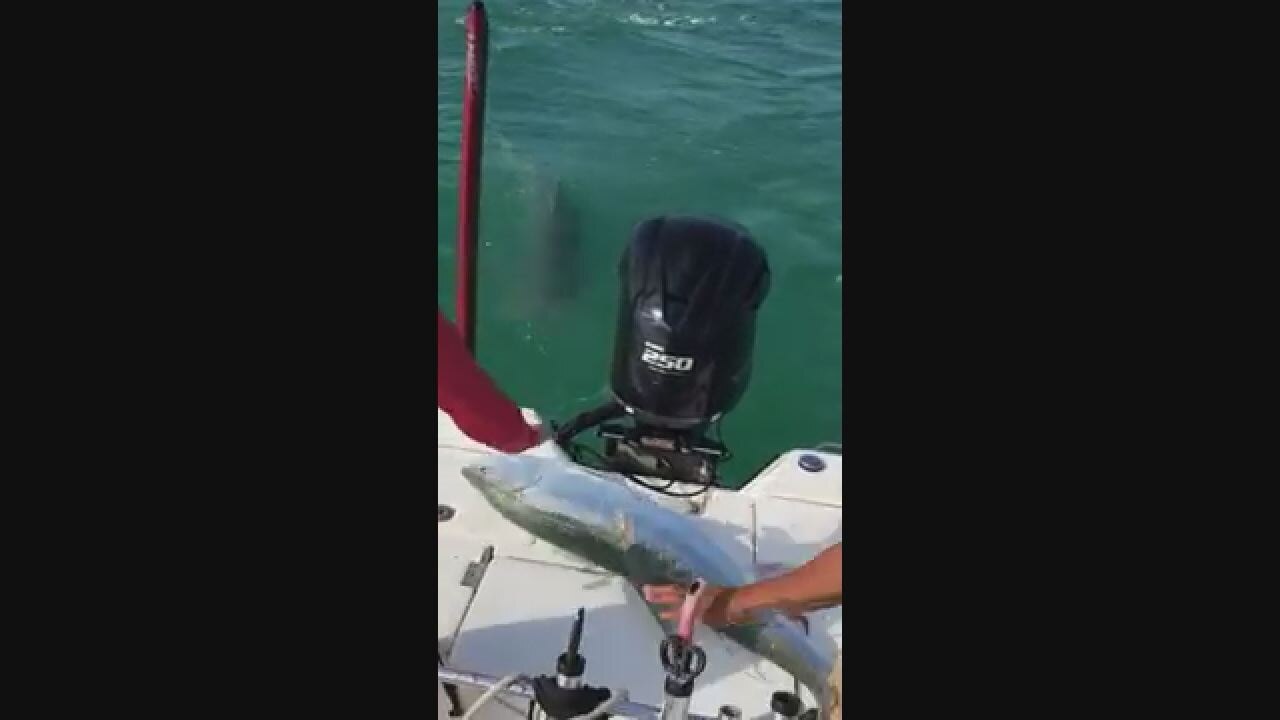 Shark chases tarpon in Tampa Bay