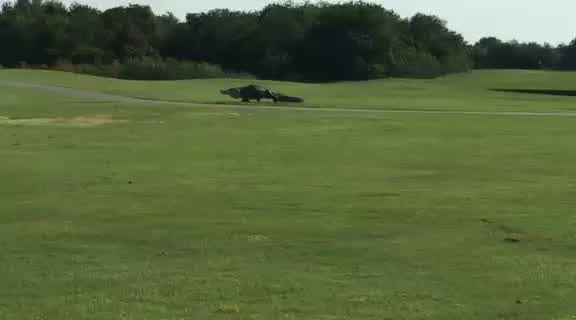 Gargantuan gator doing well at Palmetto golf course