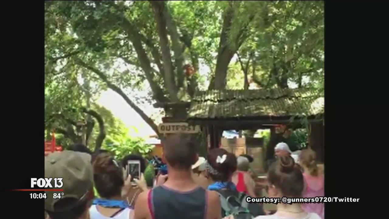 Orangutan captured after escaping at Busch Gardens